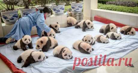 Как выращивают панд в провинции Сычуань Фотограф Эми Витале вместе с командой из PBS и National Geographic Television побывала в горной провинции Сычуань, чтобы рассказать, как выращивают панд, которых вот-вот отпустят на волю.
Панда остает...