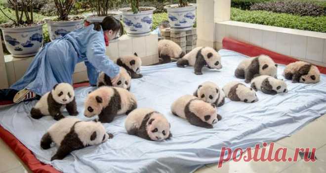 Как выращивают панд в провинции Сычуань Фотограф Эми Витале вместе с командой из PBS и National Geographic Television побывала в горной провинции Сычуань, чтобы рассказать, как выращивают панд, которых вот-вот отпустят на волю.
Панда остает...
