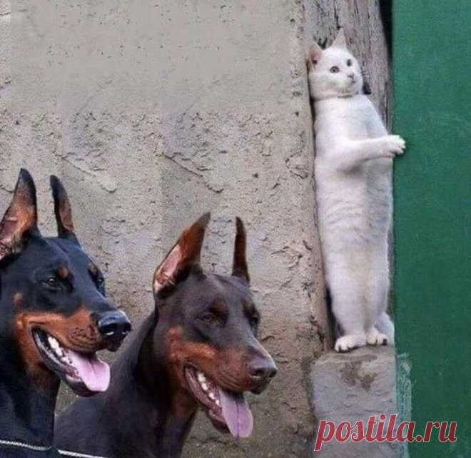 Несколько фотографий, доказывающих, что кошки — самые смешные и веселые Одни люди больше любят кошек, другие собак. Я люблю и тех и других, но думаю, что если бы мне пришлось выбирать кого-то одного, то я выбрал бы кошку. Кошки милые, таинственные и нахальные как исчадия ...