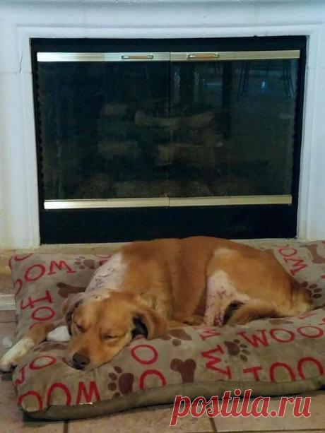 Загнанный под старый сарай дикими псами, золотистый ретривер думал, что это конец… Ведь люди его бросили, а собаки травили