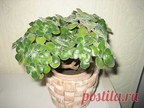 Аихризон, уход, выращивание, обрезка, посадка. Аихризон всё о растении. Аихризон фото.