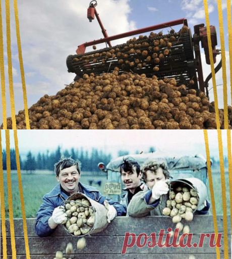 🥔Почему в СССР картошка была рассыпчатой, а сейчас долго варится | СССР - как это было | Яндекс Дзен