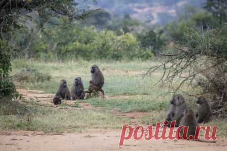 За демократию бабуины «голосуют ногами» | Все умницы