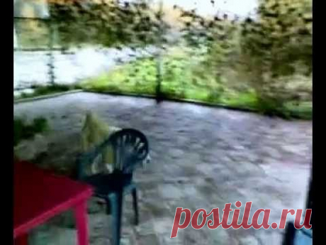 Алсу. Зачем цветы жрёшь! - YouTube