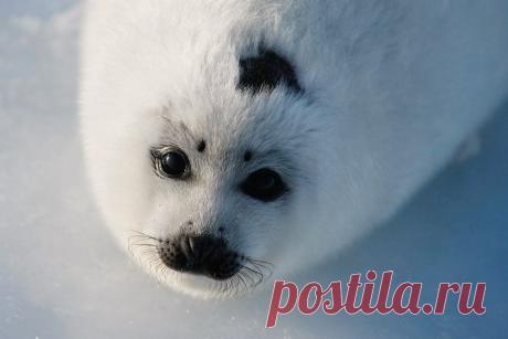 Фотоохота на бельков и тюленей - Статьи - redigo.ru