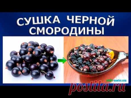 Сушеная смородина на зиму