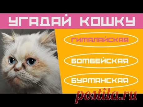 Кошки 🌞 Тест на знание пород кошек 🙀 Домашние кошки