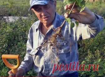 Уникальный сад профессора Агеева Учёный-плодовод, агротехник, изобретатель, питомниковод профессор Агеев Борис Николаевич, патриот земли Русской. Груши у него в питомнике имеют не классическую стержневую корневую систему, основной корень останавливается в росте, развиваются боковые и такой подводный материал легко выкопать без...