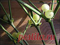 Легенды Цветочного гороскопа.  Омела (1 февраля — 10 февраля)