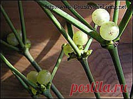 Легенды Цветочного гороскопа.  Омела (1 февраля — 10 февраля)