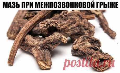 ЦЕЛЕБНАЯ МАЗЬ ПРИ МЕЖПОЗВОНКОВОЙ ГРЫЖЕ

Существуют прекрасные мази и настойки для рассасывания и обезболивания межпозвонковых грыж. Одной из самых эффективных считаются мазь и настойка из корня окопника, который в народе называют живокостью или костоломом. Окопник сращивает кости, снимает суставную боль, отеки, рассасывает грыжи.
Мазь из окопника: возьмите 0,5 кг свежего сухого корня окопника, 70 г сосновой живицы, 350 г свиного внутреннего жира, 300 г водки. Окопник вымой...