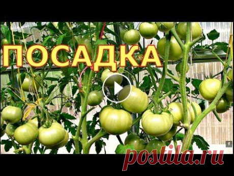 ГАРАНТИЯ БОЛЬШОГО И РАННЕГО УРОЖАЯ ПОМИДОРОВ - ПРАВИЛЬНАЯ ПОСАДКА Как правильно посадить помидоры, чтобы получить ранний и большой урожай. Почему урожай зависит от посадки? На канале: Наталья Сморчкова и другие автор...