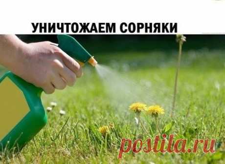 УНИЧТОЖАЕМ СОРНЯКИ ЭКОЛОГИЧНО