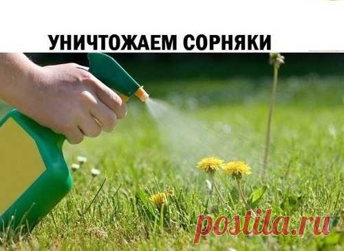 УНИЧТОЖАЕМ СОРНЯКИ ЭКОЛОГИЧНО