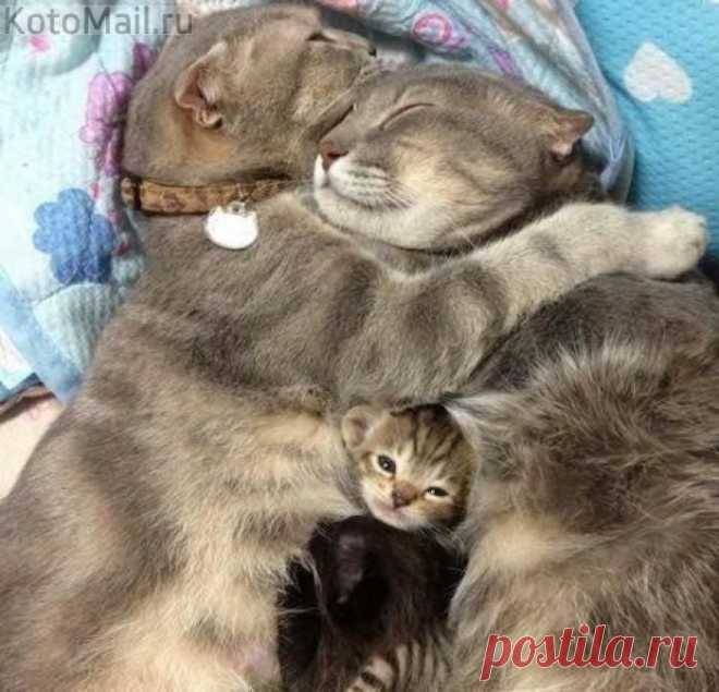 Папа, мама и я | KotoMail.ru
