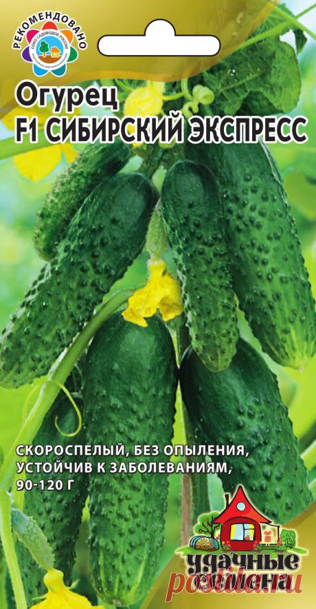 Огурец партенокарпический "Сибирский F1 экспресс"