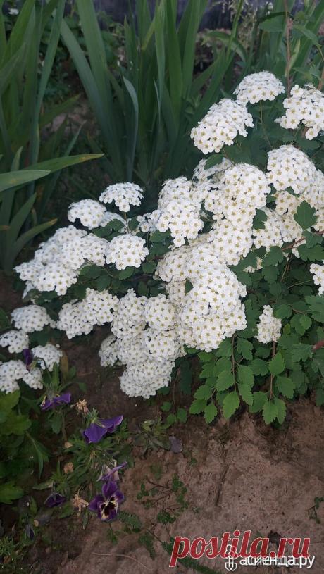 Подскажите что это за кустарник? / Асиенда.ру