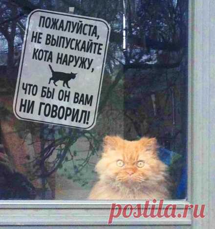 Как кошка Маша пошла на мировую с хозяевами. Подавитесь, дескать… не надо запирать...
