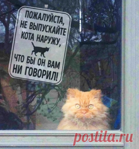 Как кошка Маша пошла на мировую с хозяевами. Подавитесь, дескать… не надо запирать...
