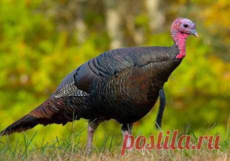 Индейка (Meleagris gallopavo), размножение, распространение, образ жизни, питание, внешний вид - Birds Breed - всё о птицах