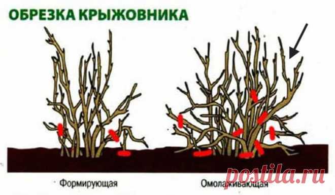 Обрезка крыжовника: когда и как правильно ее делать (схемы, фото, видео)