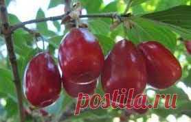 Кизил: полезные свойства