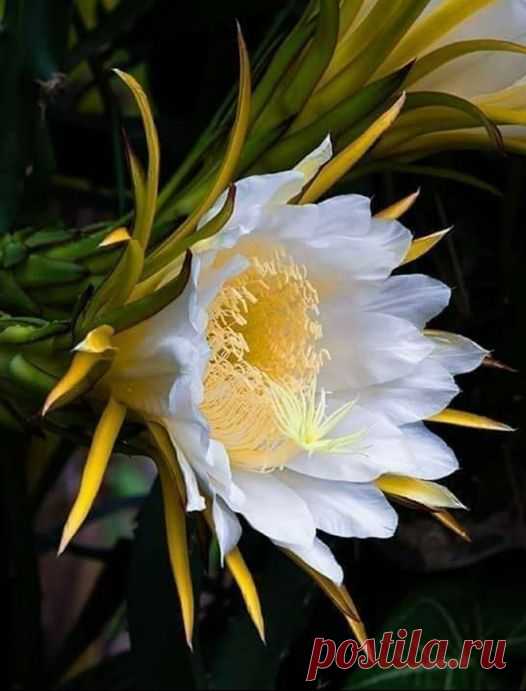 (20+) Natureza É Vida | Facebook