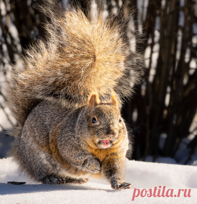Give Us a Smile | This little beastie was licking the snow o… | Flickr