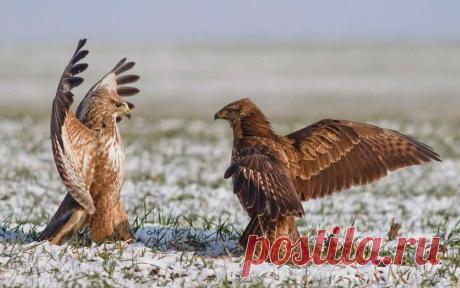 В мире животных.