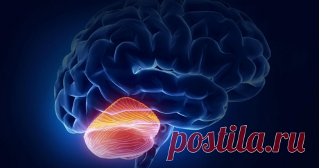 Зачем нам мозжечок? — Субботний Рамблер