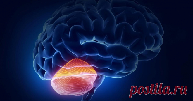 Зачем нам мозжечок? — Субботний Рамблер