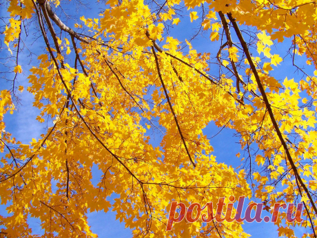 Autumn Leaves And Blue Sky  Free Stock Photo HD - Public Domain Pictures