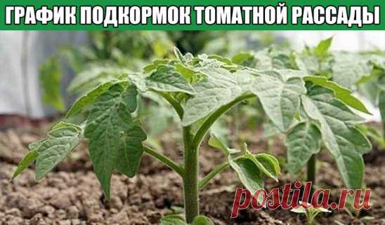 ГРАФИК ПОДКОРМОК ТОМАТНОЙ РАССАДЫ
Мы считаем, что томатный куст — это как пластилин, что ТЕБЕ надо, то ты и слепишь из него. Надо смотреть по кусту — он сам подскажет, что ему нужно. Поэтому мы начинаем «лепить» свои томаты еще в рассаде. 
1-я подкормка — на третьи сутки после того, как сеянцы полностью развернули семядольные листики: 1 л. воды 2 гр. кальциевой селитры
2-я подкормка — через 7 дней от первой: Энерген развести до цвета слабого чая
3-я подкормка — появились 2 пары настоящих лис