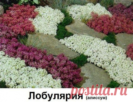 Цветы вдоль дорожки /МОЯ ДАЧА (опубликовала Елена Фаткуллина)