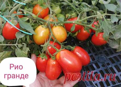 Томат рио гранде описание характеристика Огород без хлопот - информационный сайт для дачников, садоводов и огородников.