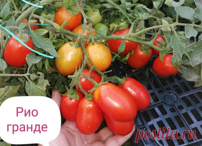 Томат рио гранде описание характеристика Огород без хлопот - информационный сайт для дачников, садоводов и огородников.