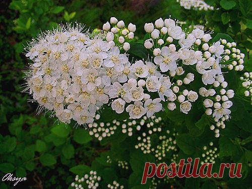 СПИРЕЯ. СОРТА. | Самоцветик