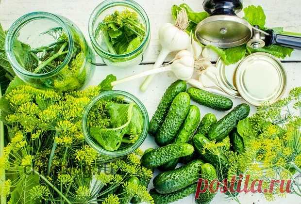 Огурцы с укропом | ЧИЛИ БЛОГ