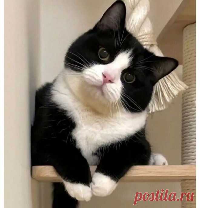 ღ