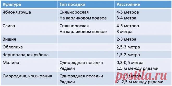 Когда-то деревья станут большими. Каким должно быть расстояние между саженцами при посадке. | Усадебка | Яндекс Дзен