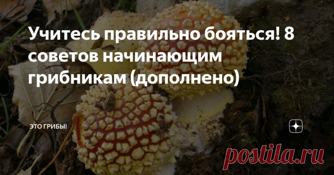Учитесь правильно бояться! 8 советов начинающим грибникам (дополнено) Грибы необходимо уважать. Вообще, уважать следует всё живое и много чего неживого  - это вопрос элементарной гигиены существования. Но грибы даже тут умудряются заявить особую позицию. Людское к ним отношение варьирует в широчайшем диапазоне, от полной беспечности до комичного страха, ну а крайности ведут ко многим печалям, включая даже летальный исход. Верное отношение - срединное; оно же - уважение, вк...