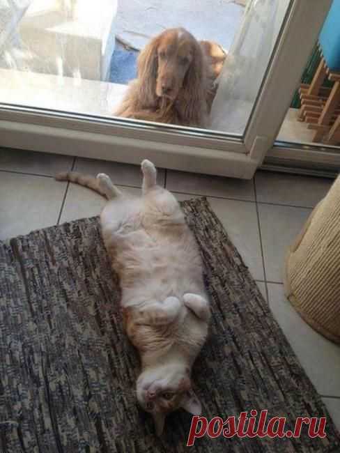 Хорошо тем, кто дома....