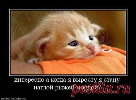 т