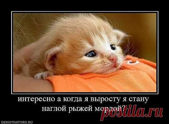 т