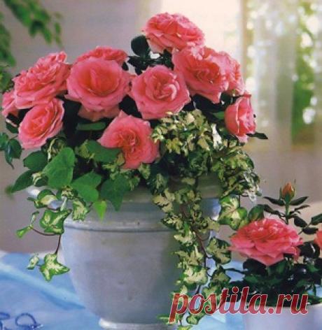 Розы в горшках – уход, горшечная роза, как вырастить розу в горшке | Любимые цветы