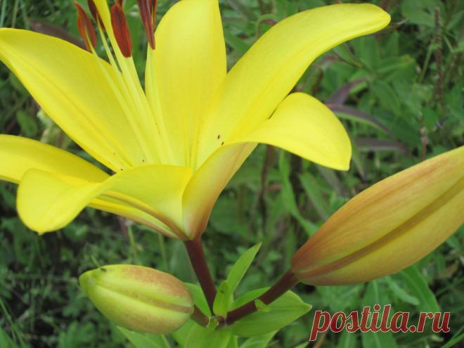 ...Любимых лилий хоровод...