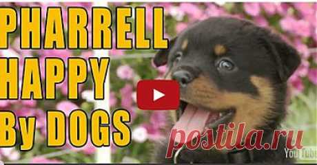 Nope. There's Nothing That Will Get You to Smile Faster Than This Video Right Here