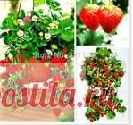 Семена клубники плетущейся
