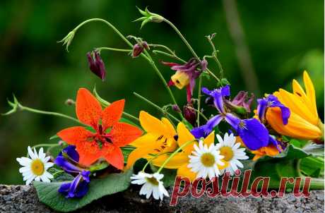 Я люблю ✿ ЦВЕТЫ ✿ | I ♥ Flowers