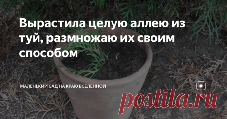 Вырастила целую аллею из туй, размножаю их своим способом Как размножить тую простым способом — делюсь своим методом.